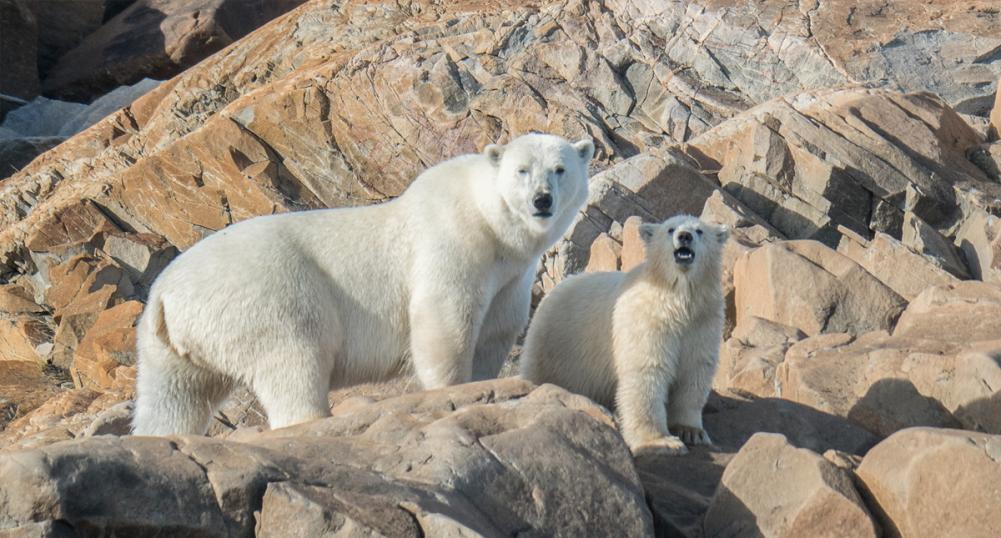 Polar Bears standing on rocks