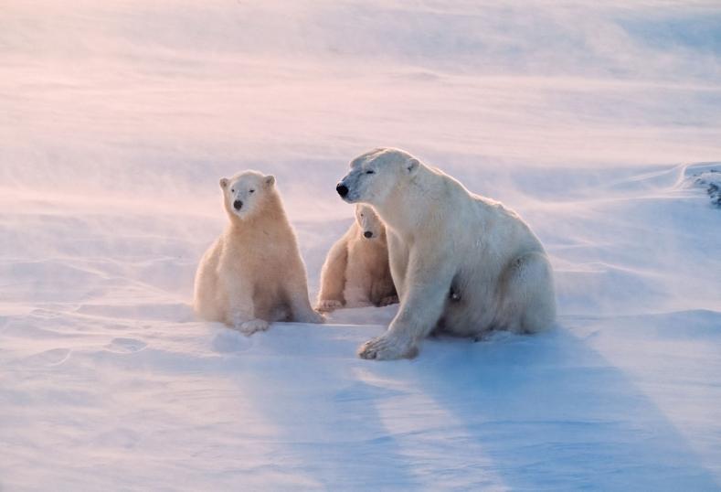 Polar Bears