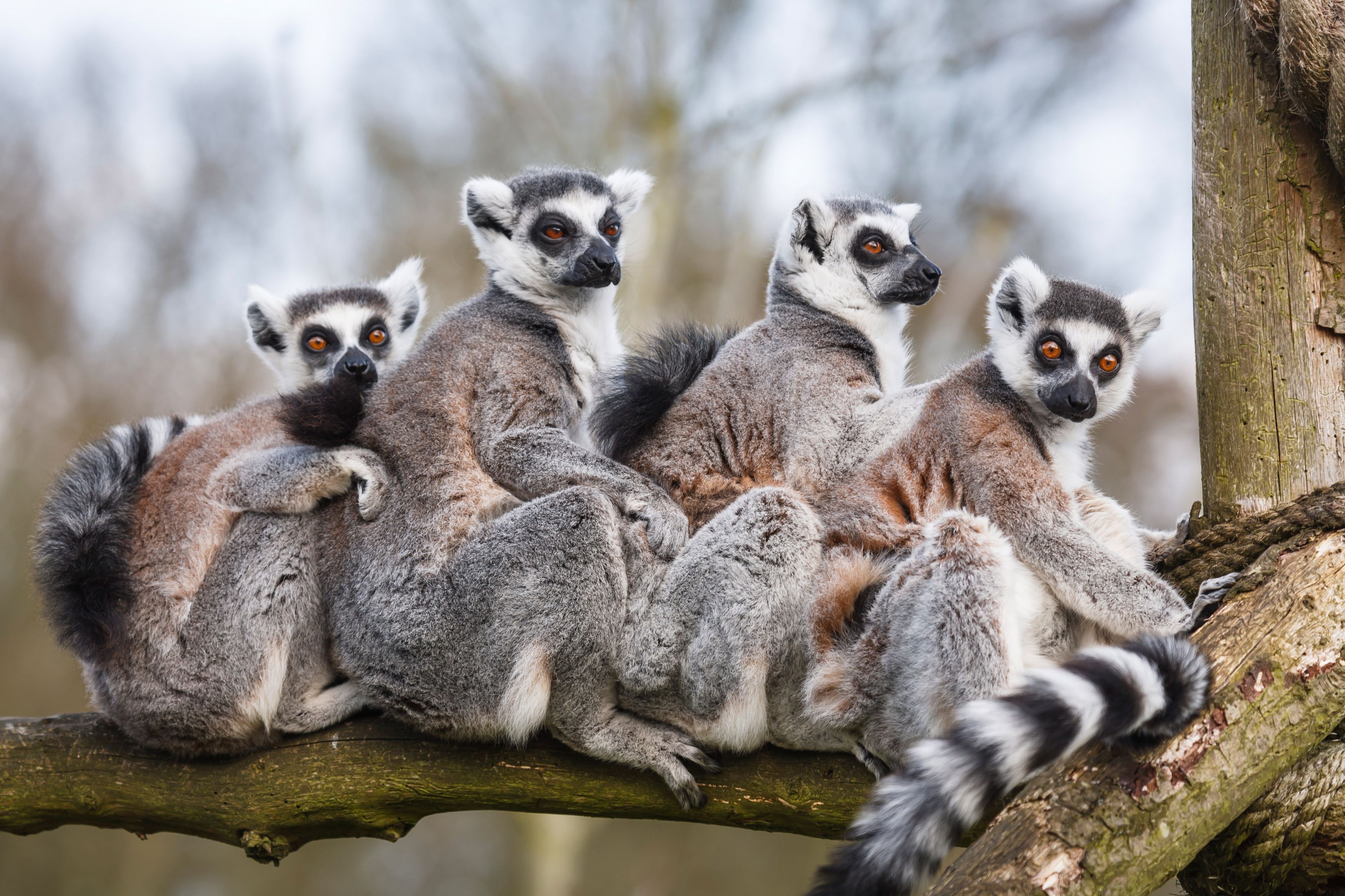 Group of Lemurs sitting together in a tree