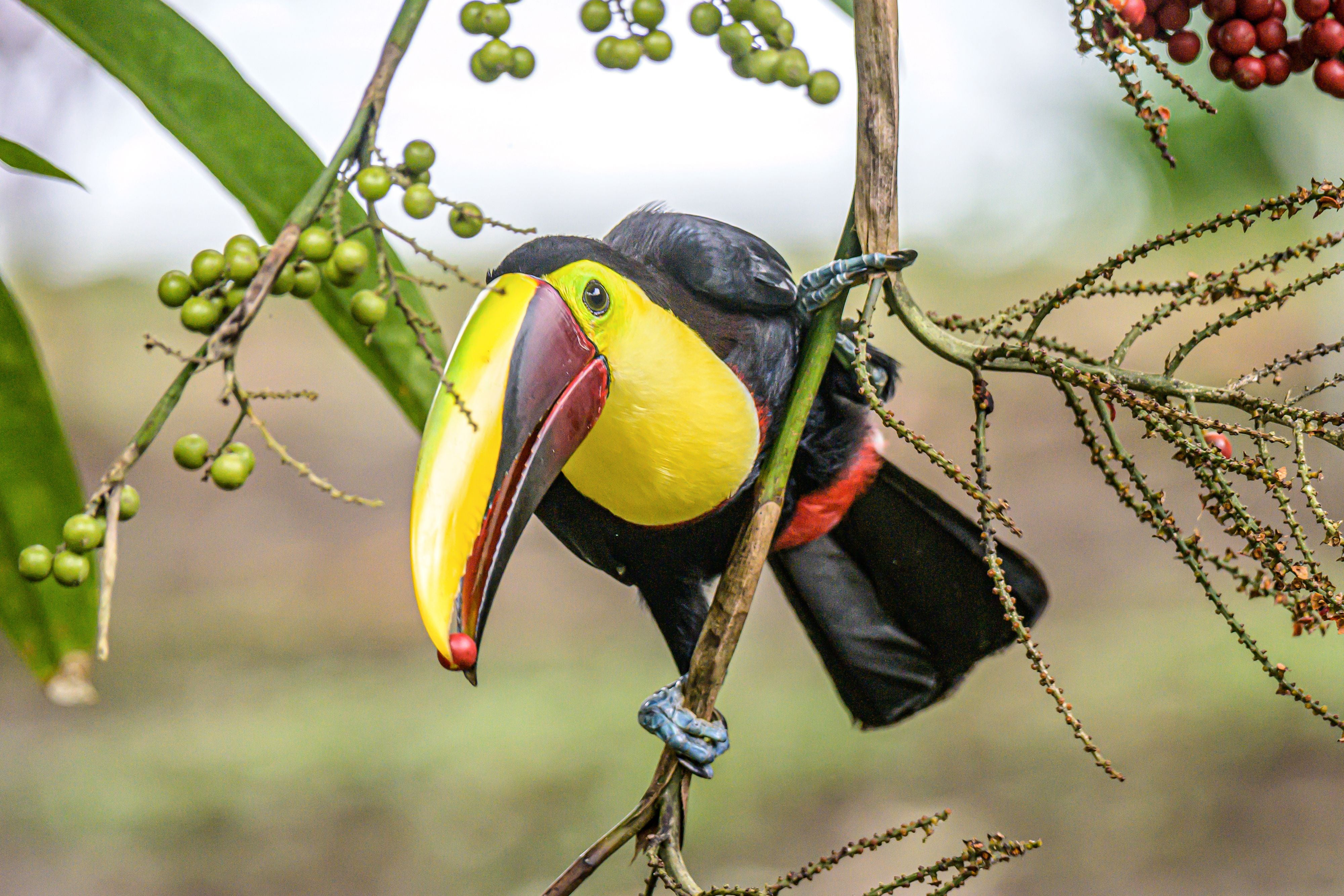 Toucan bird sitting on a tree branch