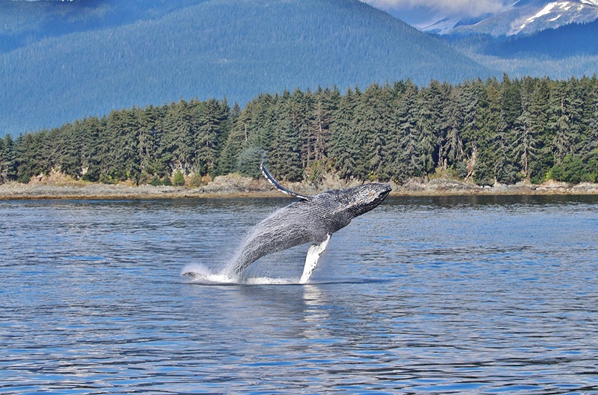 Whale tail out of water in Alaskan waters