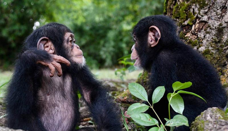 two chimpanzees sitting next to each other 
