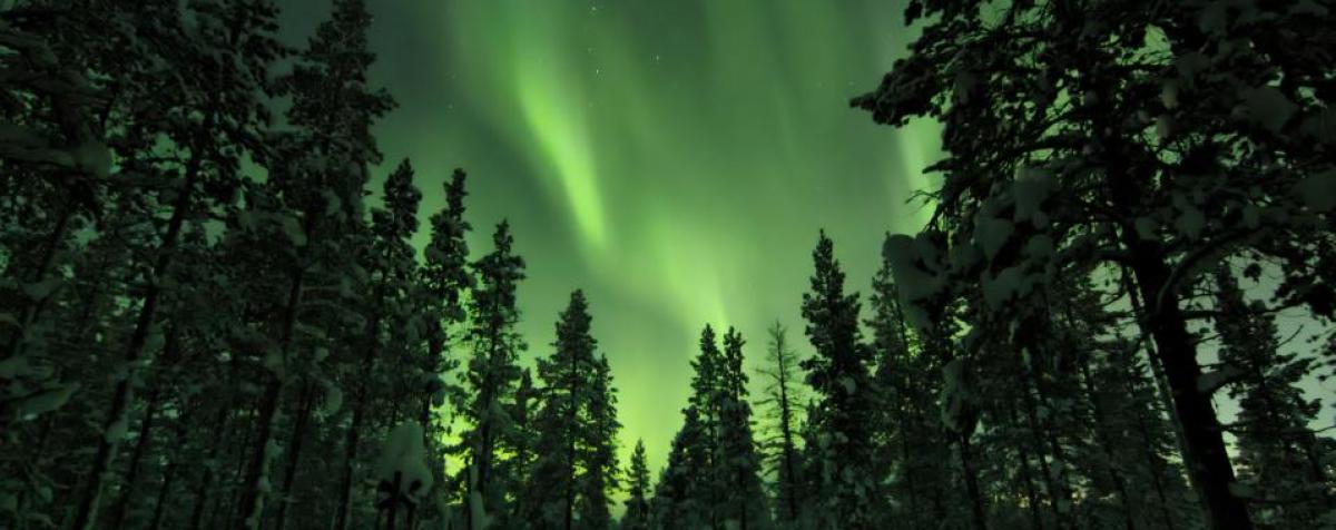 Green Northern Lights in the forest