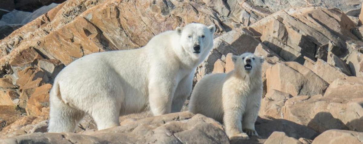 Polar Bears standing on rocks