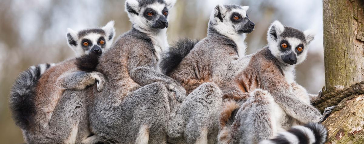 Lemurs sitting together in a tree