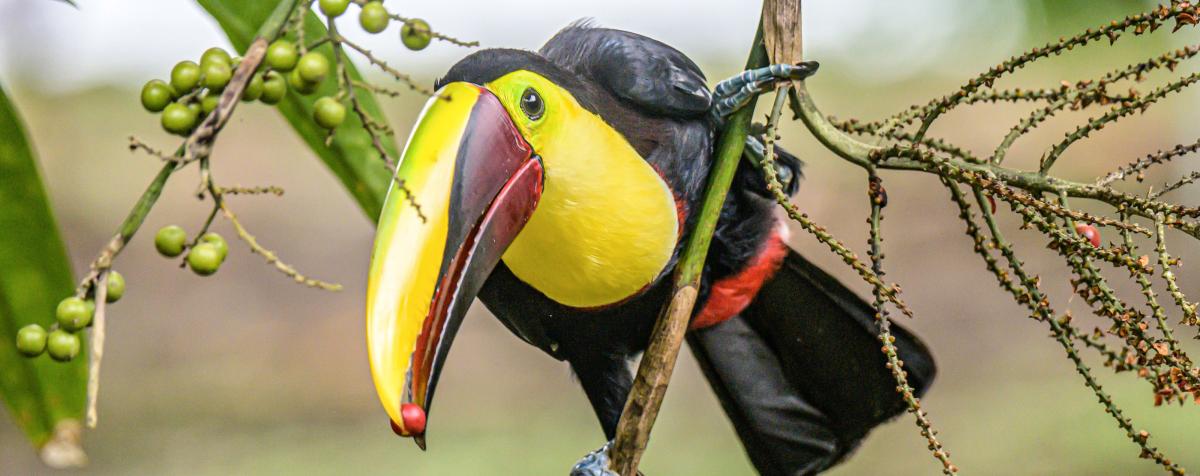 Toucan bird in a tree