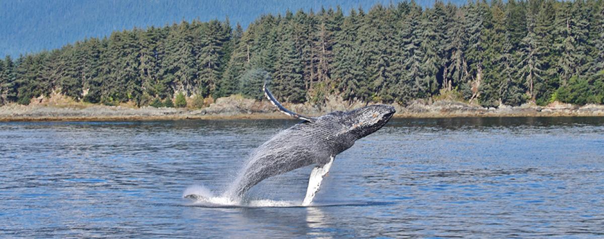 Whale jumping out of the water