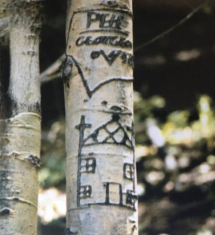 Arborglyphs carved in aspen trees