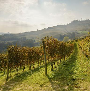 vineyard